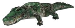 Alligator