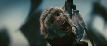 Monkeyinabottlepromo