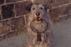 640px-CotBPPrisonDogPromo