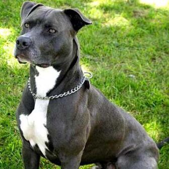 Pit bull - Wikipedia