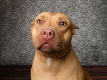 Pit-bull-dog-breed-picture-1