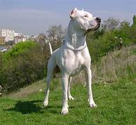 dogo argentino uncropped ears