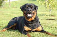 Rottweiler-jaws.jpg
