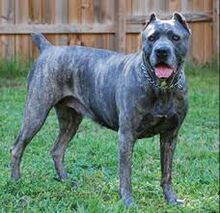 Cane Corso Italian Mastiff Pitbulls Wikia Fandom