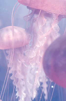Jellyfish