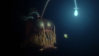 Anglerfish