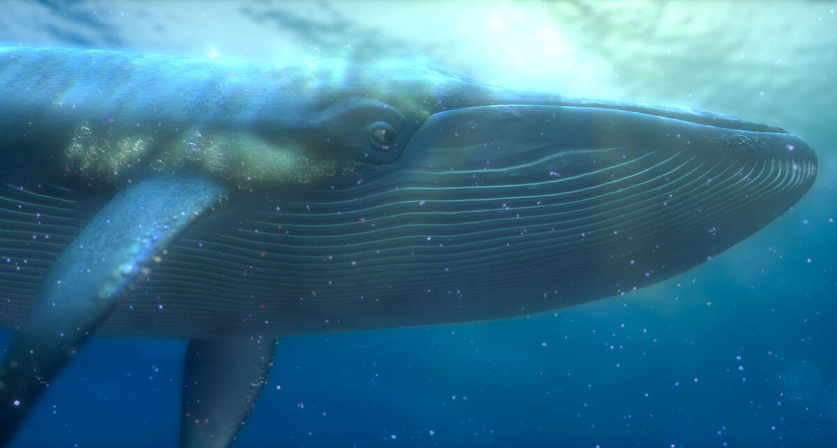 finding nemo inside whale