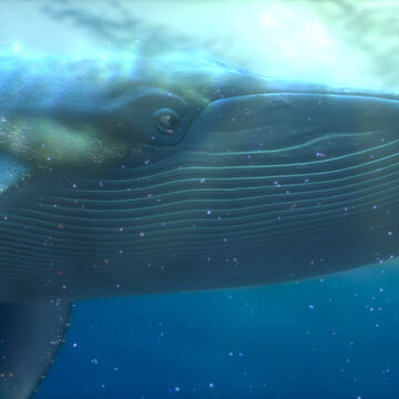 Whale Pixar Wiki Fandom