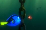 Nemo meets Dory