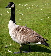 Canada Goose, bird species of Sue and Anne, references to Chloe and Alice from the film Rio