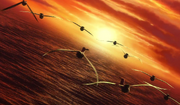 Albatrosses.png
