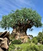 The theater for the show is in the base of the Tree of Life at Disney's Animal Kingdom