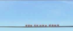 The birds on the power line in Cars