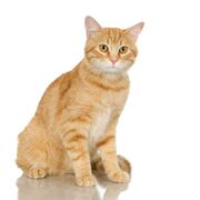 Red Cat irl