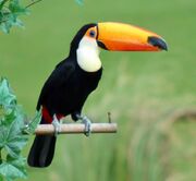 Toco-Toucan-Pictures