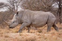 White Rhino From Africa