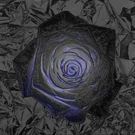 AWU Rose album cover