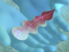 The Pondweed Plant first as a Seaweed