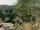 Ithilien
