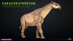 Website render of P. transouralicum