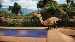 A Coelophysis about to take a drink.