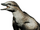 Archaeopteryx