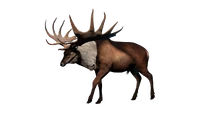 Bucked