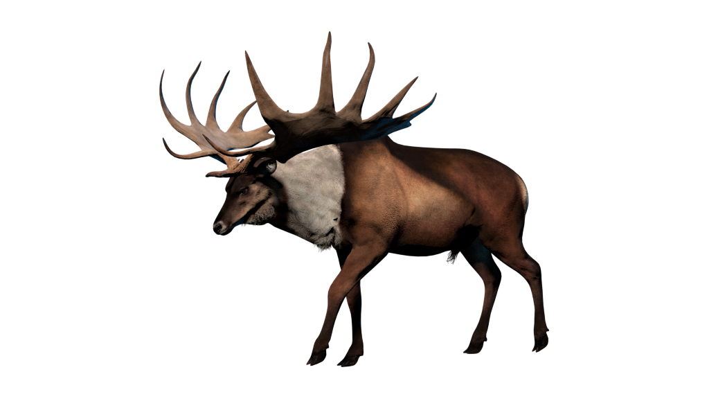 Prehistoric deer 2024