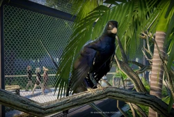 MicroPerched.png (7.81 MB) Microraptor perched on a tree branch, as seen in the Early Access Announcement Trailer.