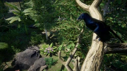 Captain+Hadro+1.png (3.48 MB) A perched Microraptor looking at the ground.