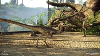 Pair of Compsognathus in the new vivarium structure.