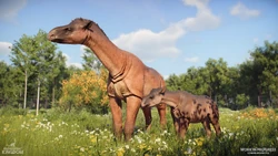 Juxia calf