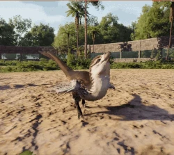 Zambaga the baby Velociraptor jumping in place, a clip which was shown alongside the reveal of the game's baby Velociraptor design in the Prehistoric Kingdom Discord server.