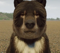 MauUrsusCloseup.png (449 KB) The Bear Stare