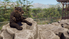 Melanistic Variant