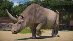 Sinotherium walking about its exhibit.