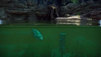 Tiktaalik in a Large Amphibious Vivarium.