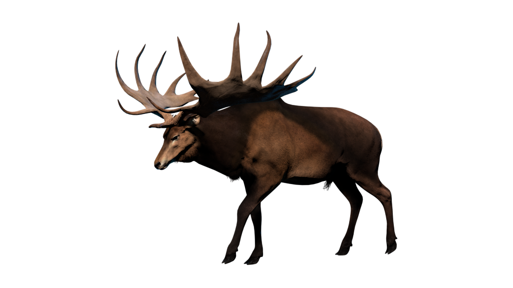 megaloceros deer