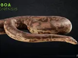 Titanoboa