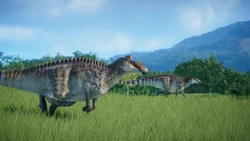 A pair of E. regalis running.