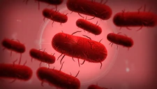 Bacteria's 3D Model in the PC Version