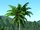Palm Tree 1