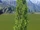 Poplar Tree 1