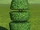 Topiary Layered 3