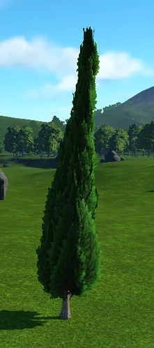 Tuscan Cypress Tree 1