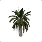 Planet Coaster - Date Palm 1 icon