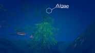 An algae generated underwater.
