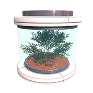 Tree Seed Iterra.
