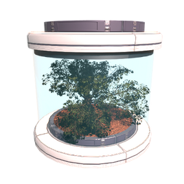 Tree Seed Soleus