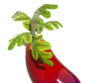 Eggplant